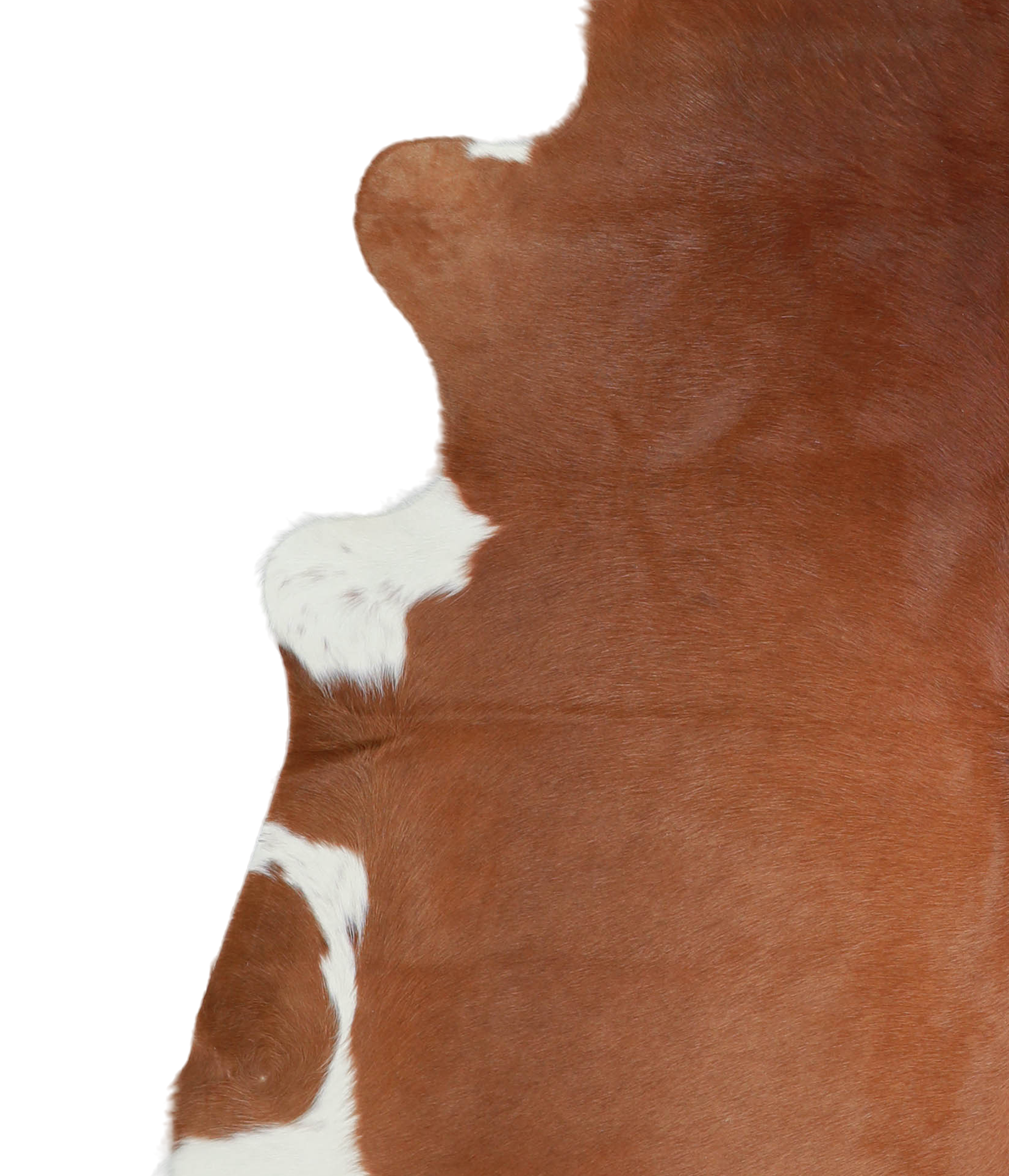 Brown and White Regular Cowhide Rug #A21241