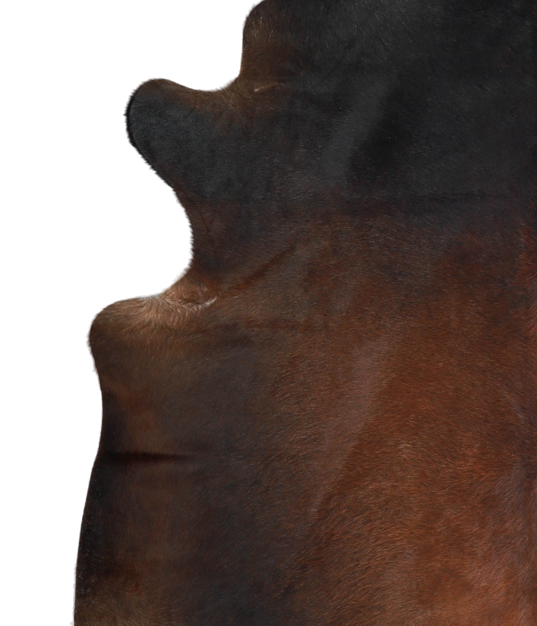 Brown with Red Cowhide Rug #A21295