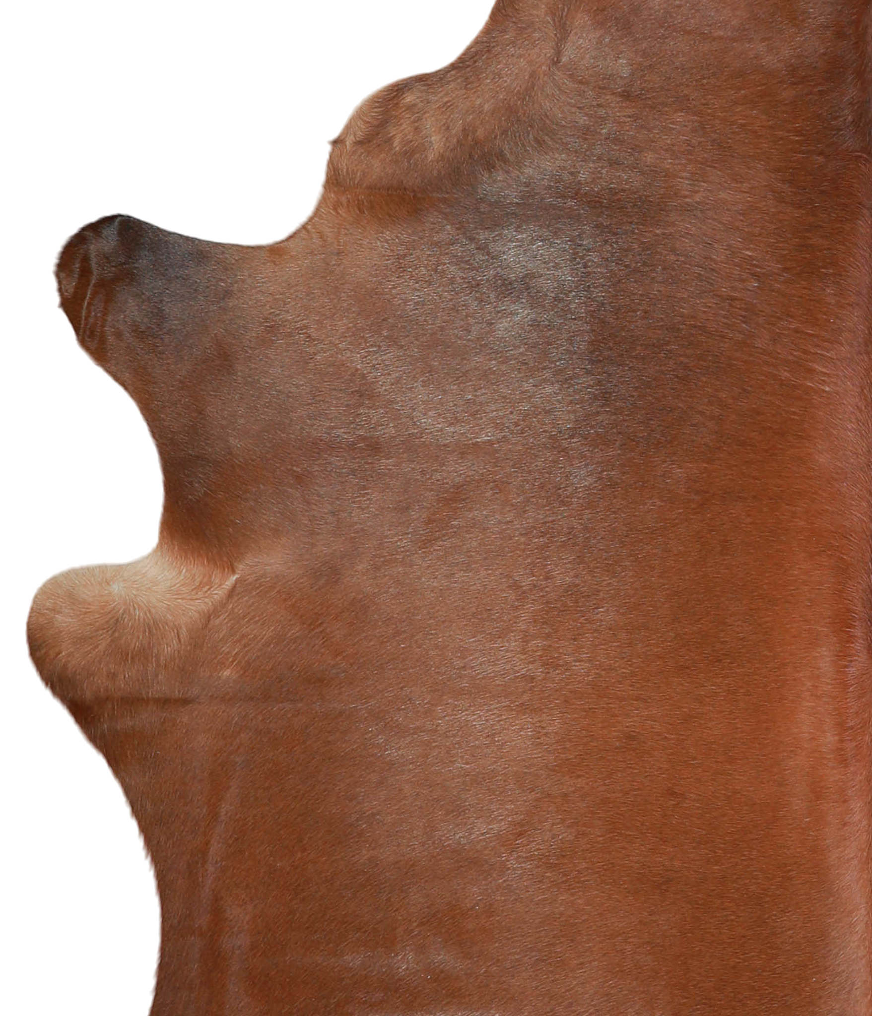 Solid Brown Cowhide Rug #A21612