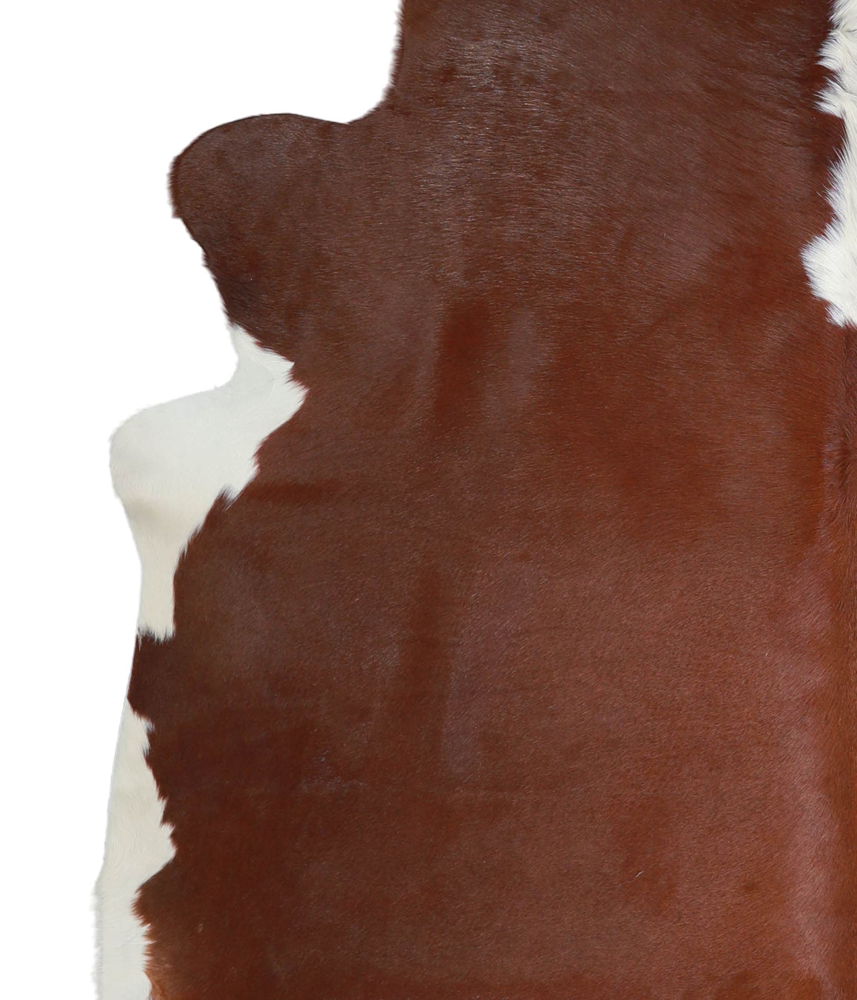 Brown and White Regular Cowhide Rug #A21803