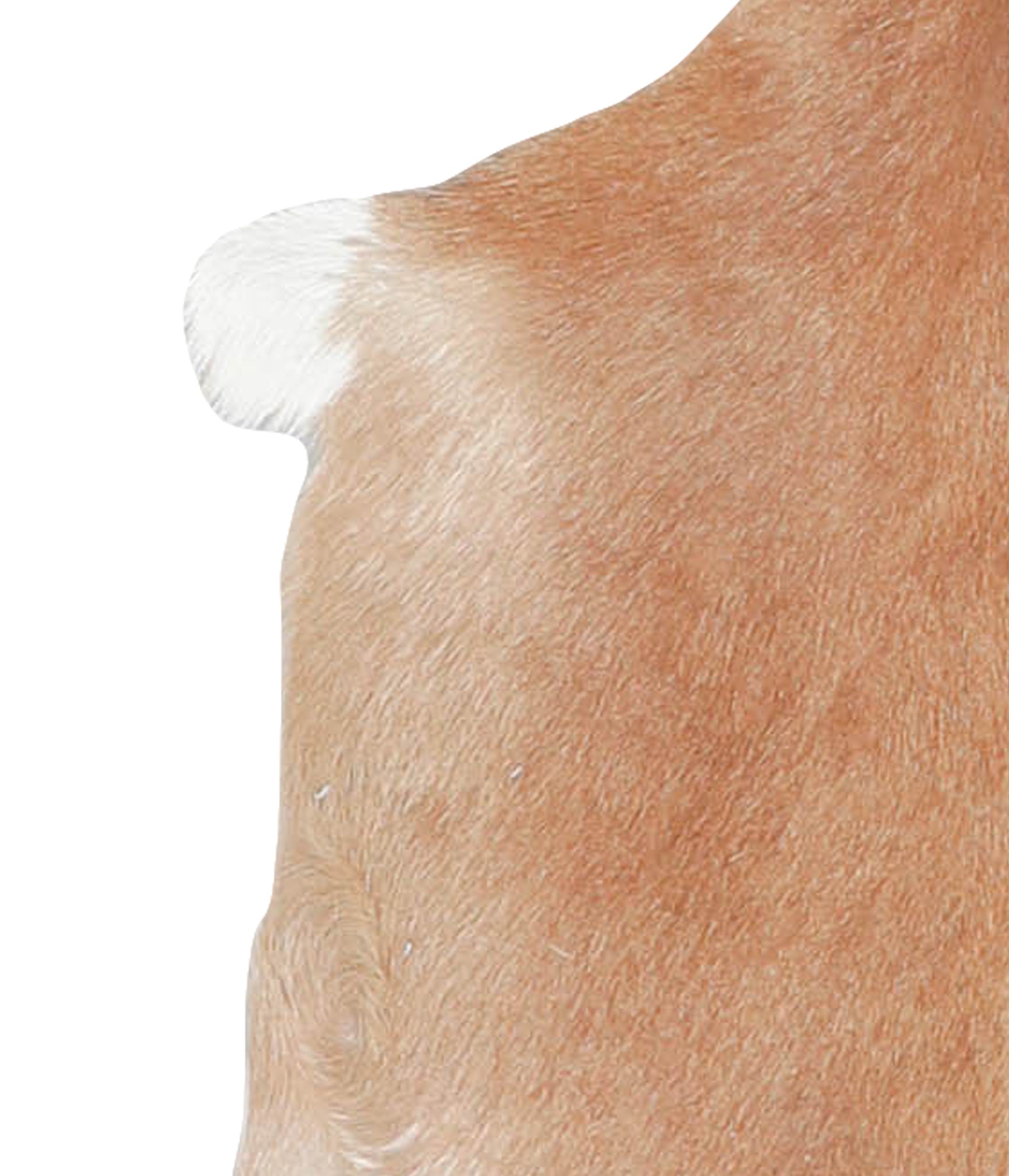 Goatskin #A28169